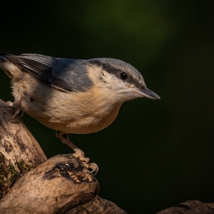 Redwell   20 06 2020   D800   Les 46.jpg